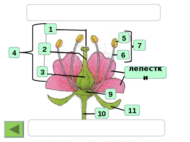 Генеративные органы капли масла. Генеративные органы цветка. Генеративные части цветка. Строение цветка проверка знаний. Генеративные органы цветка которые содержат мужские клетки.