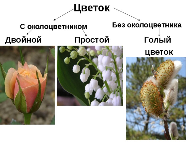 какие цветки называются голыми