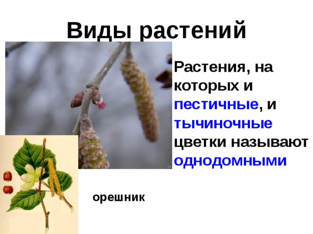 Лещина однодомное. Орешник - лещина однодомное?. Орешник однодомное или двудомное. Однодомные и двудомные растения. Орешник однодомное или двудомное растение.