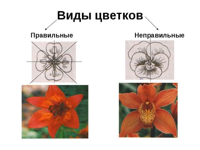 Как правильно цветов или цветов