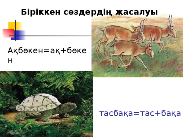 Біріккен сөздердің жасалуы Ақбөкен =а қ+бөкен тасбақа =тас+ бақа 