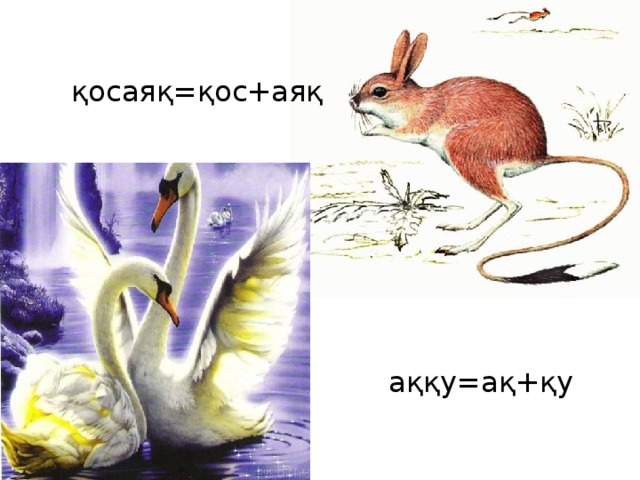   қосаяқ = қос+аяқ  аққу= ақ+қу   