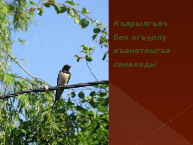 Къарылгъач бек огъурлу къанатлыгъа саналады 