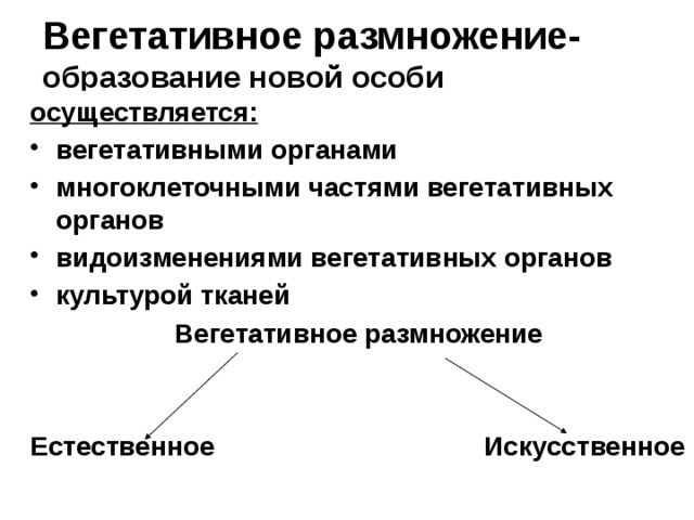 Вегетативное размножение-  образование новой особи осуществляется: вегетативными органами многоклеточными частями вегетативных органов видоизменениями вегетативных органов культурой тканей Вегетативное размножение   Естественное Искусственное 