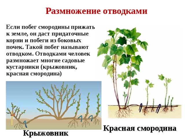 Вегетативное размножение отводками крыжовника. Отводки вегетативное размножение. Вегетативное размножение корневыми черенками. Искусственное вегетативное размножение отводками. Вегетативное размножение стеблевыми отводками.