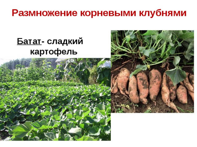 Размножение корневыми клубнями   Батат - сладкий картофель 