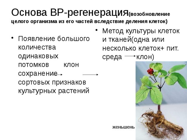 Основа ВР-регенерация (возобновление  целого организма из его частей вследствие деления клеток) Метод культуры клеток и тканей(одна или несколько клеток+ пит. среда клон) Появление большого количества одинаковых потомков клон сохранение сортовых признаков культурных растений женьшень 