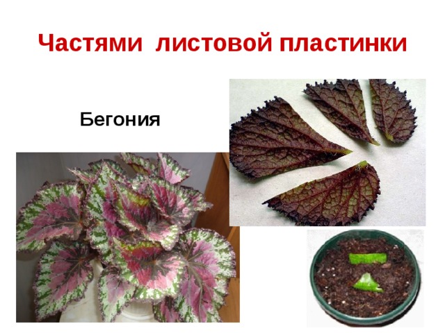 Частями листовой пластинки Бегония 