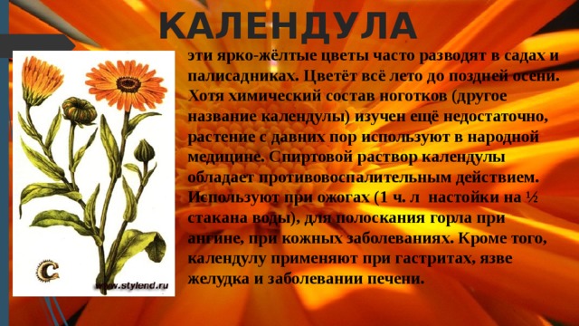 КАЛЕНДУЛА эти ярко-жёлтые цветы часто разводят в садах и палисадниках. Цветёт всё лето до поздней осени. Хотя химический состав ноготков (другое название календулы) изучен ещё недостаточно, растение с давних пор используют в народной медицине. Спиртовой раствор календулы обладает противовоспалительным действием. Используют при ожогах (1 ч. л настойки на ½ стакана воды), для полоскания горла при ангине, при кожных заболеваниях. Кроме того, календулу применяют при гастритах, язве желудка и заболевании печени. 