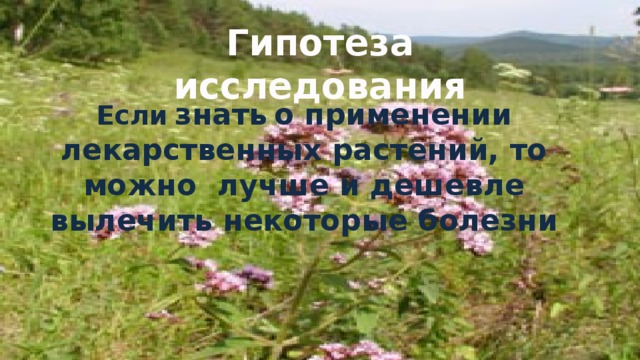 Гипотеза исследования Если знать о применении лекарственных растений, то можно лучше и дешевле вылечить некоторые болезни 