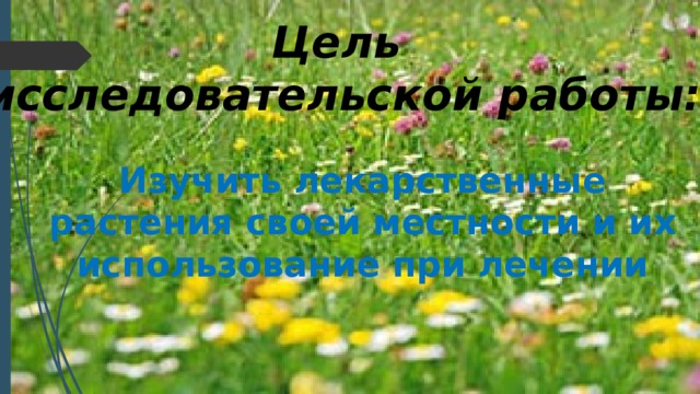 Цель исследовательской работы: Изучить лекарственные растения своей местности и их использование при лечении 