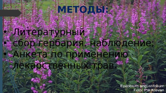 МЕТОДЫ: Литературный сбор гербария, наблюдение; Анкета по применению лекарственных трав. 