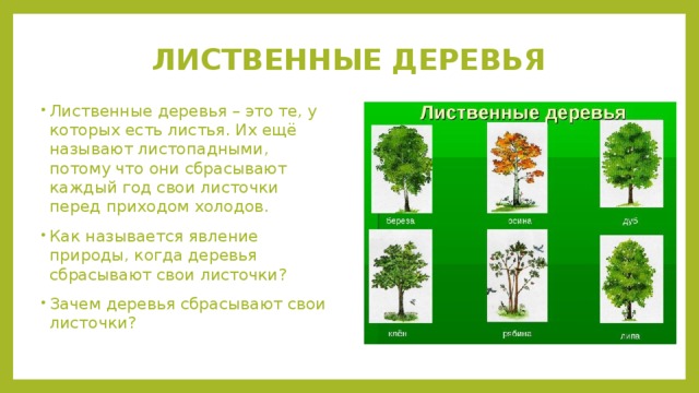 Текст лиственные растения. Лиственные деревья. Лиственные деревья все лиственные деревья. Широколиственные деревья список. Почему лиственные деревья называются лиственными.