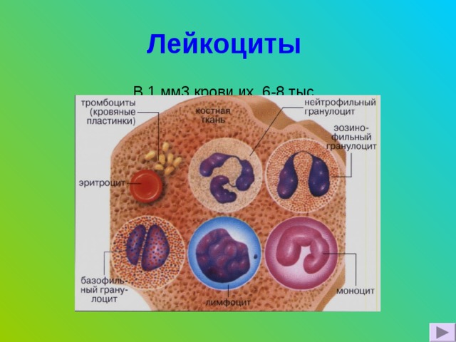 Элементы образующие организм. Клетки крови. Строение клетки крови. Разновидности клеток крови. Клетки крови человека рисунок.