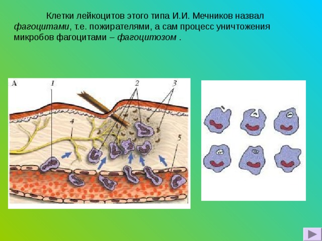  Клетки лейкоцитов этого типа И.И. Мечников назвал фагоцитами , т.е. пожирателями, а сам процесс уничтожения микробов фагоцитами – фагоцитозом . 