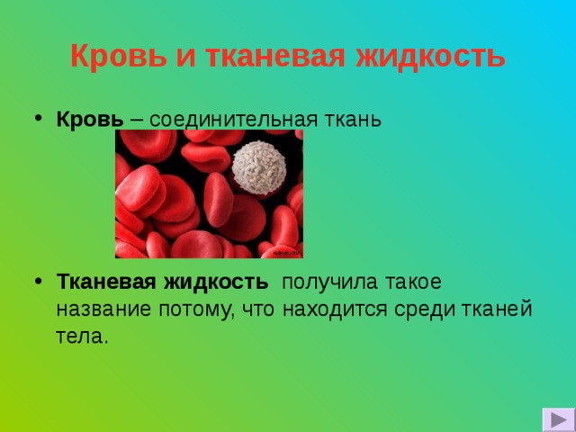 Кровь и тканевая жидкость Кровь  – соединительная ткань     Тканевая жидкость получила такое название потому, что находится среди тканей тела. 