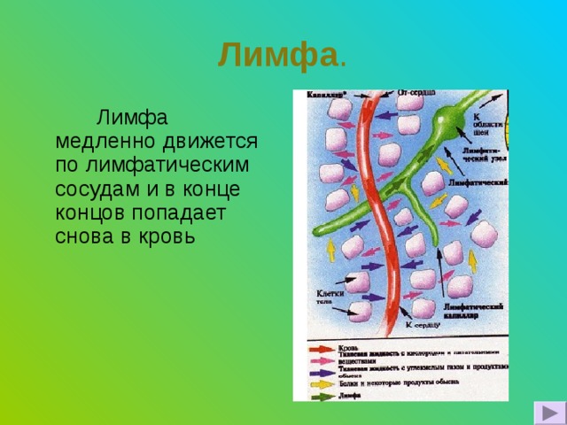 Лимфа .     Лимфа медленно движется по лимфатическим сосудам и в конце концов попадает снова в кровь 