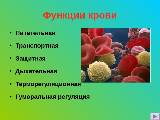 Функции крови Питательная Транспортная Защитная Дыхательная Терморегуляционная Гуморальная регуляция  