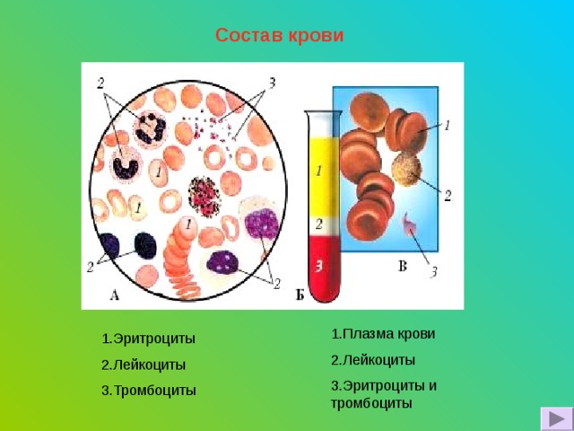 Состав крови 1.Плазма крови 2.Лейкоциты 3.Эритроциты и тромбоциты 1.Эритроциты 2.Лейкоциты 3.Тромбоциты 