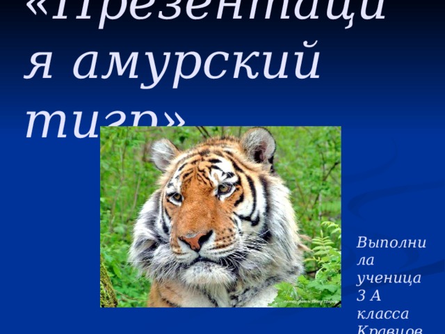 «Презентация амурский тигр» Выполнила ученица 3 А класса Кравцова Алёна 