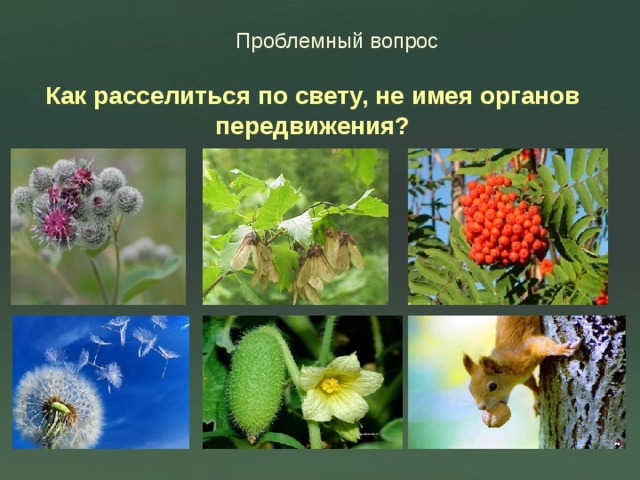 Проблемный вопрос Как расселиться по свету, не имея органов передвижения? 