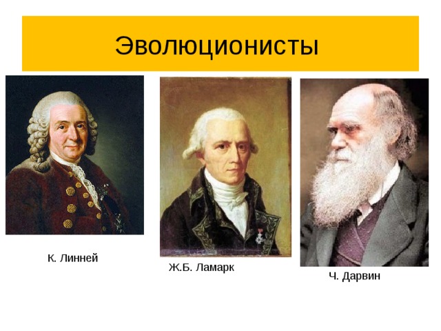 Эволюционисты К. Линней Ж.Б. Ламарк  Ч. Дарвин 