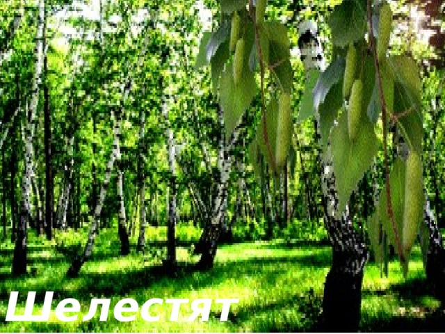 Шелестят зеленые сережки, 