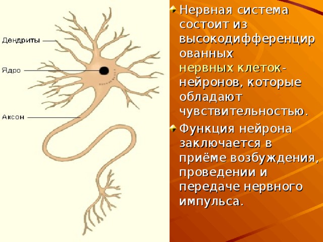 Нервная система состоит из высокодифференцированных нервных клеток - нейронов, которые обладают чувствительностью. Функция нейрона заключается в приёме возбуждения, проведении и передаче нервного импульса. 