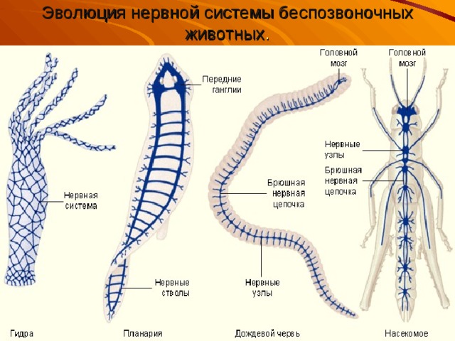 Эволюция нервной системы беспозвоночных животных . 