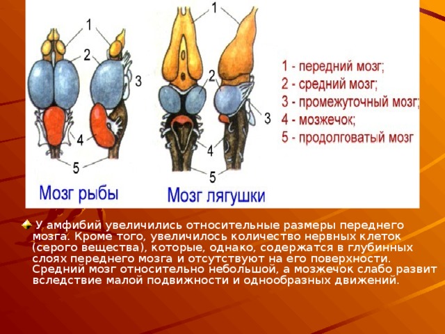 Передний мозг слабо развит