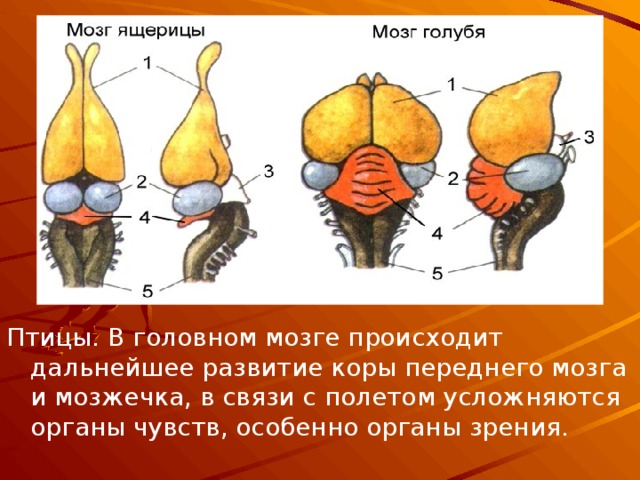 Птицы. В головном мозге происходит дальнейшее развитие коры переднего мозга и мозжечка, в связи с полетом усложняются органы чувств, особенно органы зрения. 