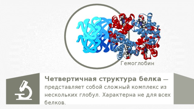 Гемоглобин Четвертичная структура  белка  — представляет собой сложный комплекс из нескольких глобул. Характерна не для всех белков. 