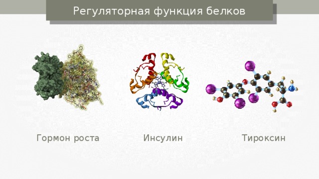 Регуляторная функция белков Гормон роста Инсулин Тироксин 