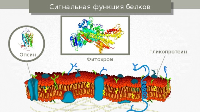 Сигнальная функция белков Гликопротеин Опсин Фитохром 