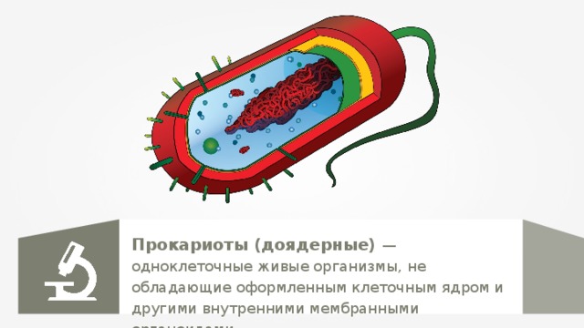 Прокариоты (доядерные) — одноклеточные живые организмы, не обладающие оформленным клеточным ядром и другими внутренними мембранными органоидами. 