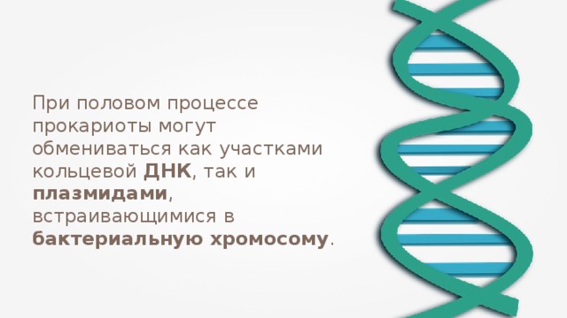 При половом процессе прокариоты могут обмениваться как участками кольцевой ДНК , так и плазмидами , встраивающимися в бактериальную хромосому . 