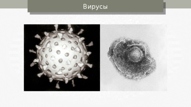 Вирусы 