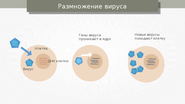 Размножение вируса Новые вирусы покидают клетку Гены вируса проникают в ядро Клетка ДНК клетки Вирус 