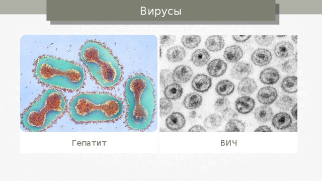 Вирусы Гепатит ВИЧ 