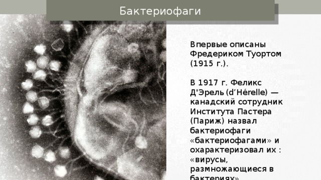 Бактериофаги Впервые описаны Фредериком Туортом (1915 г . ) .  В 1917 г. Феликс Д'Эрель  (d’Hérelle) — канадский сотрудник Института Пастера (Париж) назвал бактериофаги «бактериофагами» и охарактеризовал их : «вирусы, размножающиеся в бактериях». 