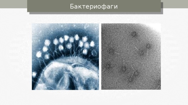 Бактериофаги 