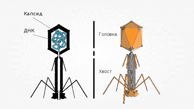 Капсид ДНК Головка Хвост 