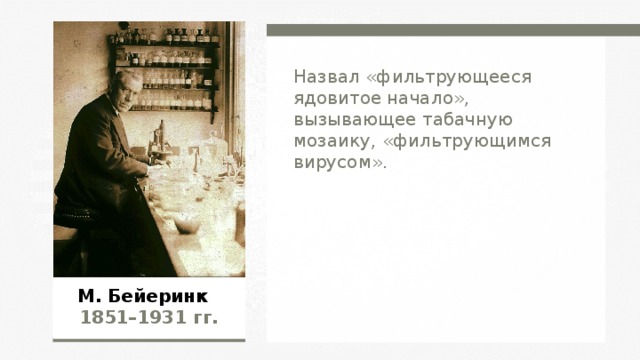 Назвал «фильтрующееся ядовитое начало», вызывающее табачную мозаику, «фильтрующимся вирусом». М. Бейеринк 1851–1931  гг.  