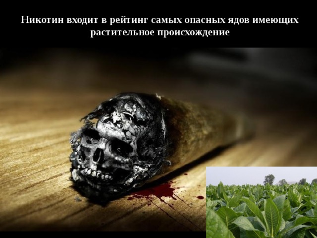 Никотин входит в рейтинг самых опасных ядов имеющих растительное происхождение 