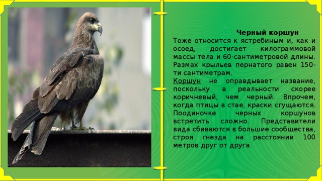  Черный коршун Тоже относится к ястребиным и, как и осоед, достигает килограммовой массы тела и 60-сантиметровой длины. Размах крыльев пернатого равен 150-ти сантиметрам. Коршун  не оправдывает название, поскольку в реальности скорее коричневый, чем черный. Впрочем, когда птицы в стае, краски сгущаются. Поодиночке черных коршунов встретить сложно. Представители вида сбиваются в большие сообщества, строя гнезда на расстоянии 100 метров друг от друга. 