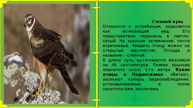  Степной лунь Относится к ястребиным, охраняется как исчезающий вид. Его представители окрашены в светло-сизый. На крыльях затемнения, почти коричневые. Увидеть птицу можно на открытых местностях. Отсюда и название – степной. В длину лунь вытягивается максимум на 46 сантиметров. Размах крыльев пернатого около 1-го метра. Какие птицы в Подмосковье  обитают, засекают камеры видеонаблюдения, устанавливаемые  в полях орнитологами, зоологами. 