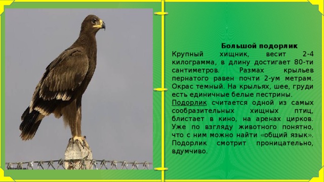  Большой подорлик Крупный хищник, весит 2-4 килограмма, в длину достигает 80-ти сантиметров. Размах крыльев пернатого равен почти 2-ум метрам. Окрас темный. На крыльях, шее, груди есть единичные белые пестрины. Подорлик  считается одной из самых сообразительных хищных птиц, блистает в кино, на аренах цирков. Уже по взгляду животного понятно, что с ним можно найти «общий язык». Подорлик смотрит проницательно, вдумчиво. 