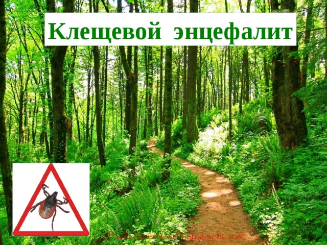 Клещевой энцефалит 
