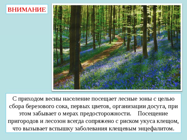 ВНИМАНИЕ С приходом весны население посещает лесные зоны с целью сбора березового сока, первых цветов, организации досуга, при этом забывает о мерах предосторожности. Посещение пригородов и лесозон всегда сопряжено с риском укуса клещом, что вызывает вспышку заболевания клещевым энцефалитом. 