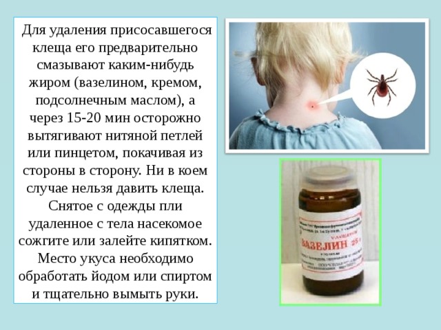   Для удаления присосавшегося клеща его предварительно смазывают каким-нибудь жиром (вазелином, кремом, подсолнечным маслом), а через 15-20 мин осторожно вытягивают нитяной петлей или пинцетом, покачивая из стороны в сторону. Ни в коем случае нельзя давить клеща. Снятое с одежды пли удаленное с тела насекомое сожгите или залейте кипятком. Место укуса необходимо обработать йодом или спиртом и тщательно вымыть руки. 